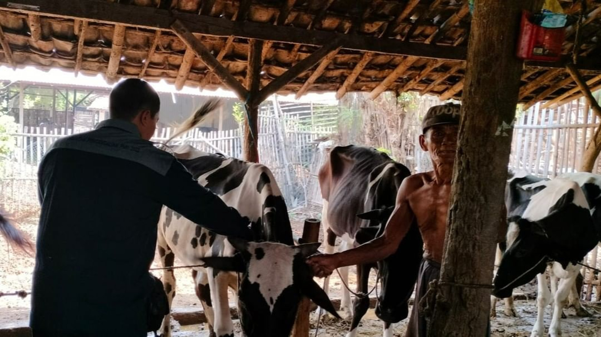 pencegahan virus Penyakit Mulut dan Kuku (PMK) dan Lumpy Skin Disease (LSD) di wilayah desa Semongkrong, kecamatan Lekok, kabupaten Pasuruan.
