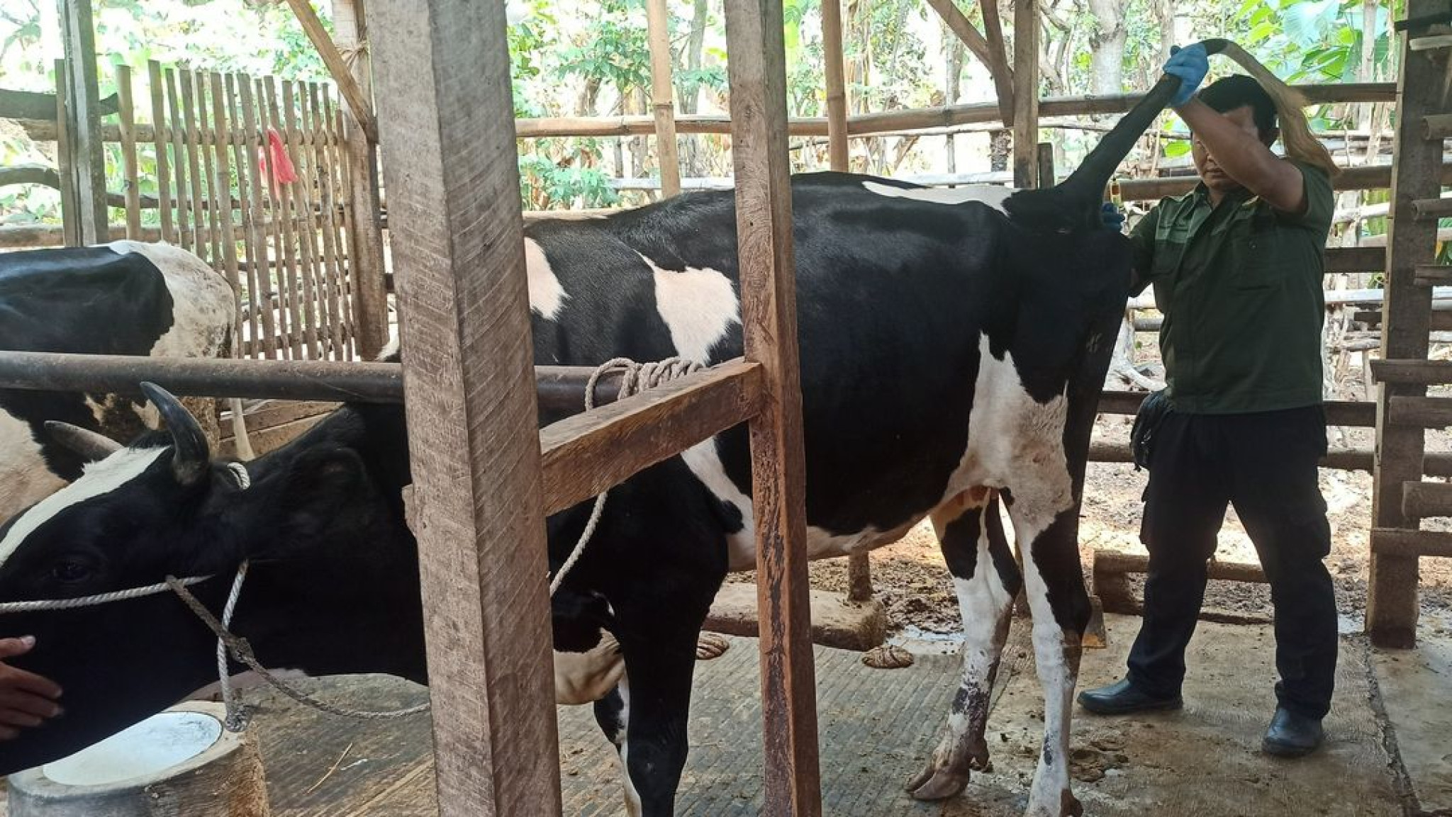Pengambilan sampel darah ternak sebagai salah satu cara deteksi dini penyakit Brucellosis pada sapi